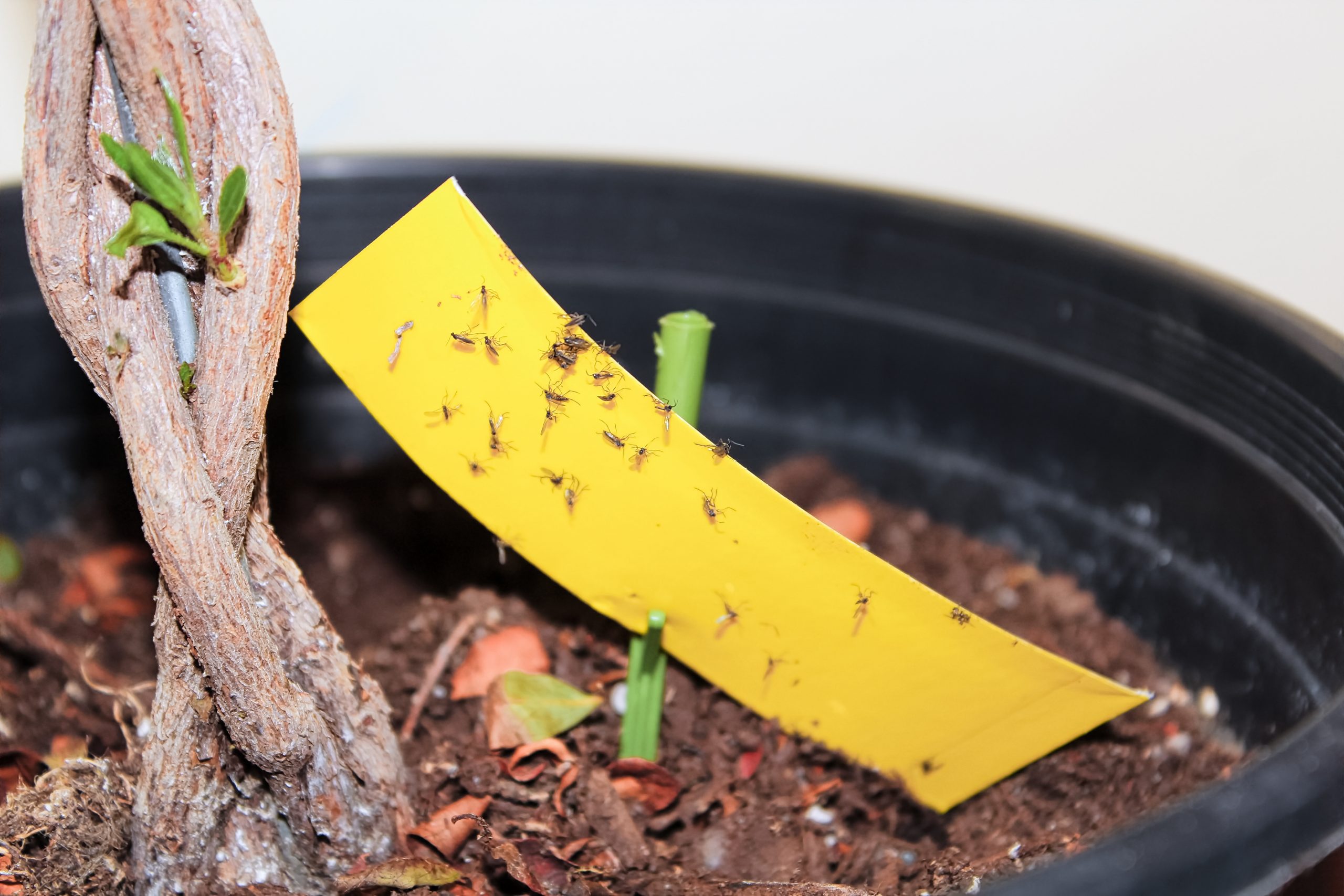 Comment se débarrasser des moucherons du terreau qui envahissent les  plantes vertes ?