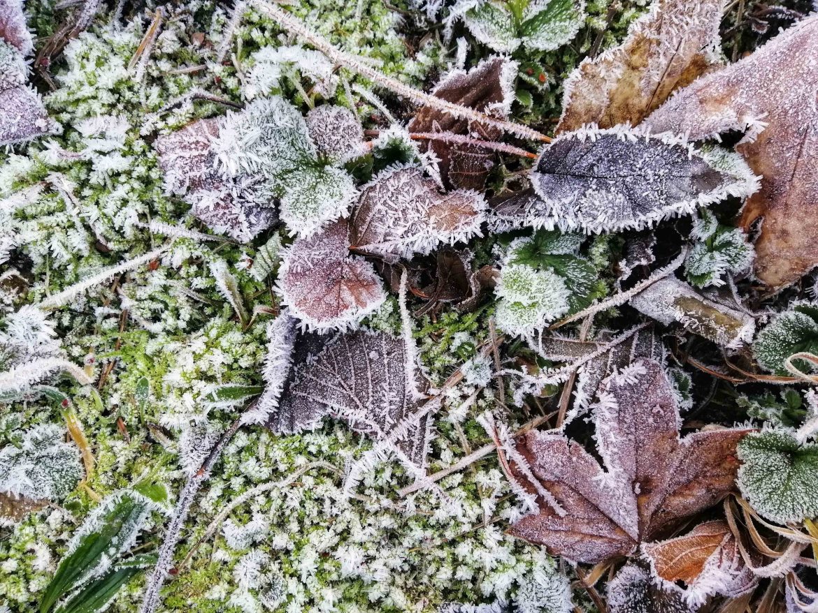 jardin en hiver